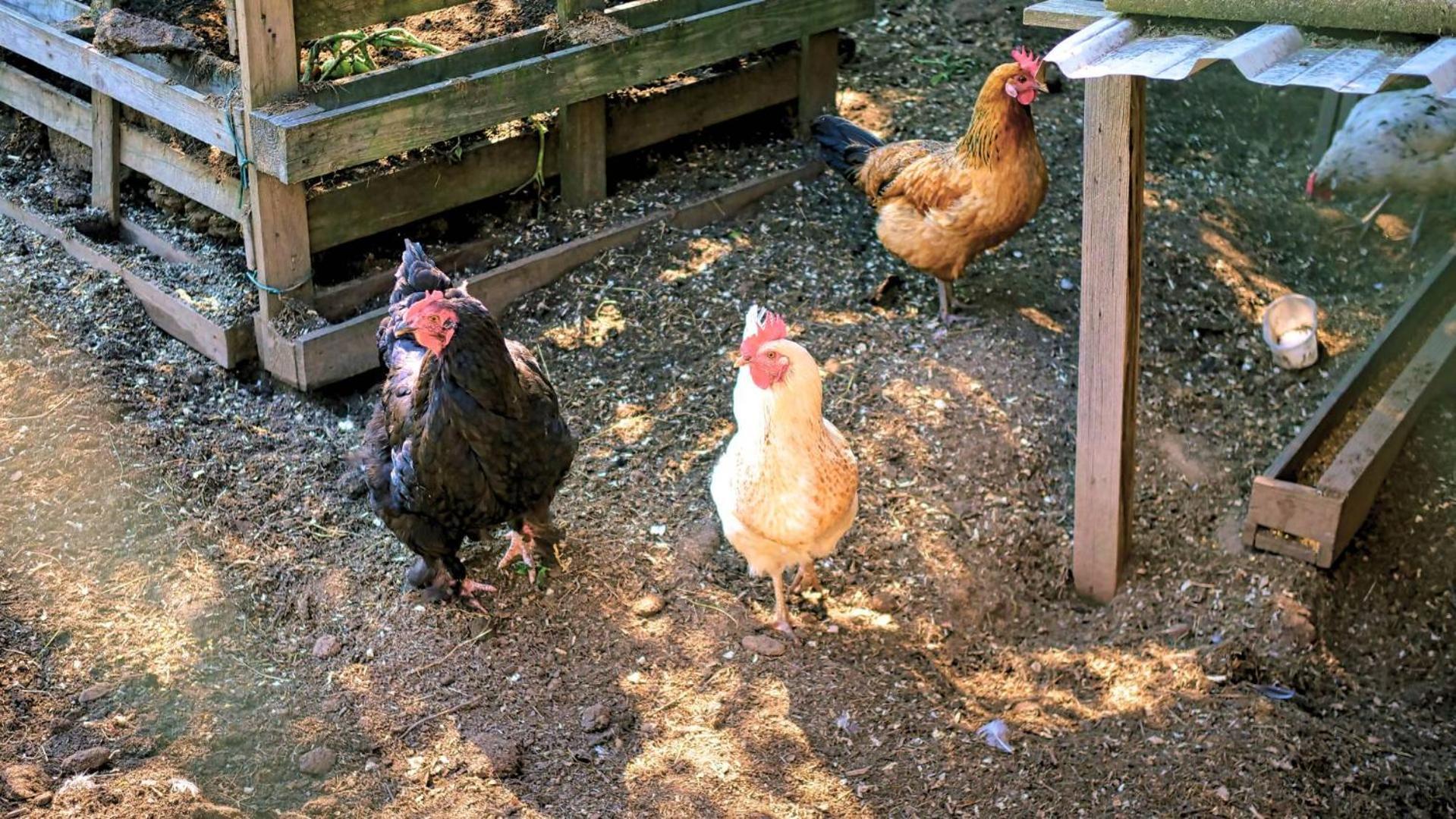 Ferienhaus Weps Arnbruck Εξωτερικό φωτογραφία